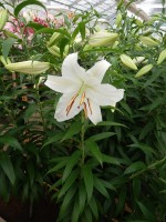 [4232 Casa Blanca 2N No01.JPG]